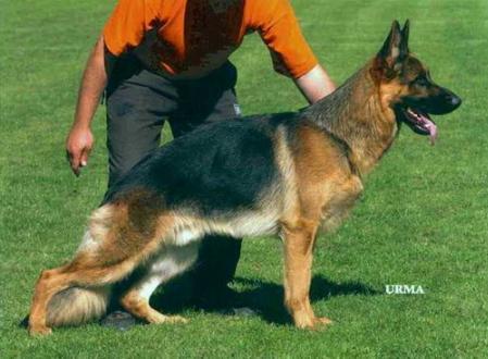 Virginia von der Noriswand | German Shepherd Dog 