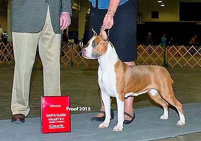 Wye-Deans A River Runs Through It | American Staffordshire Terrier 