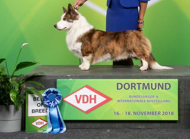 ELFBORG FIJI | Cardigan Welsh Corgi 