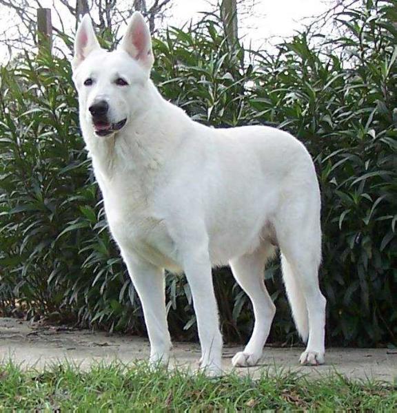 Steel's Royal Combo Of Foxhunt | White Swiss Shepherd Dog 