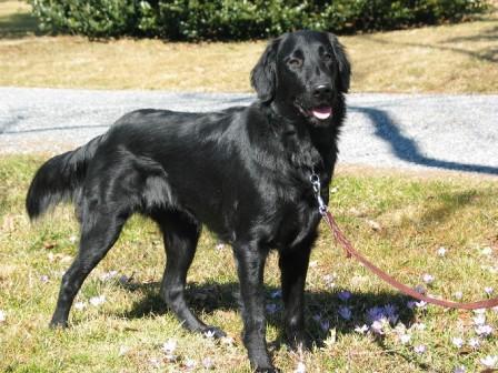 Shasta's Optimal Illusion | Flat-Coated Retriever 