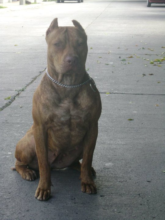 Von Deville Katana | American Pit Bull Terrier 
