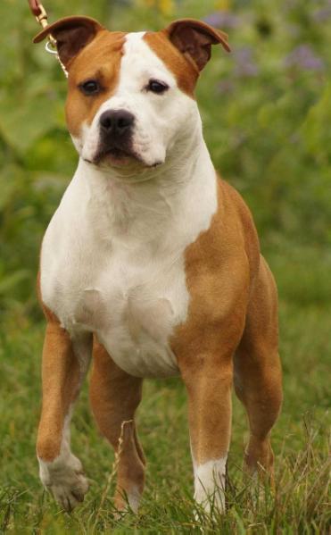 Rathfelder ' s CODE RED | American Staffordshire Terrier 