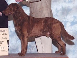 Quail Run's Grizzlypeake Bonanza | Chesapeake Bay Retriever 