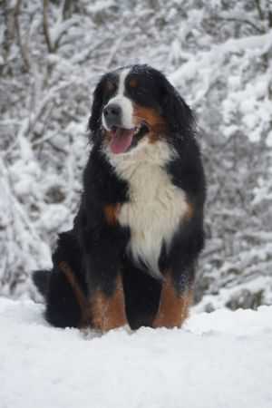 SENNENHUND ROSSII HITANA MIRA | Bernese Mountain Dog 