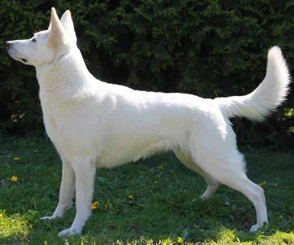 Abeygail Amitola von Darinka | White Swiss Shepherd Dog 