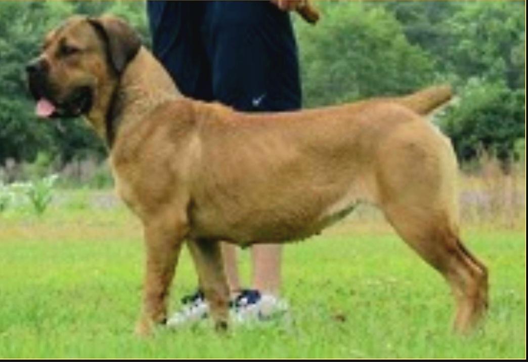 Egoli BBD Aspen | African Boerboel 