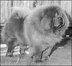 Don-Lee's Prophet | Chow Chow 
