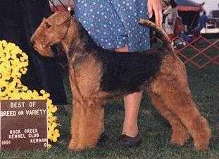 Serendipitys-Hosanna | Airedale Terrier 