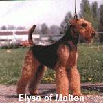 Elysa Of Malton | Airedale Terrier 