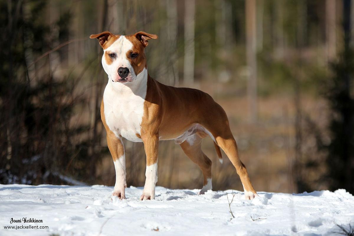 Royaltybolt Koh-I-Noor | American Staffordshire Terrier 