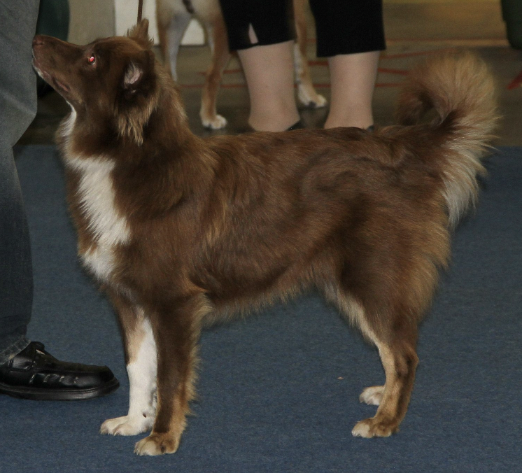 Fancy´s Hekja Lazy River of Jurassic Valley | Icelandic Sheepdog 