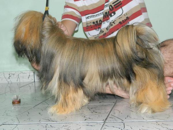 Born this Way of Meneze's Star | Lhasa Apso 