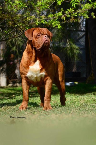 c ANTOJO LOS PICASOS | Dogue de Bordeaux 