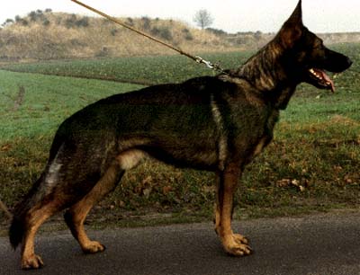 Geronimo vom Petze | German Shepherd Dog 