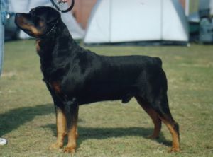 Kalrissian Amra | Rottweiler 