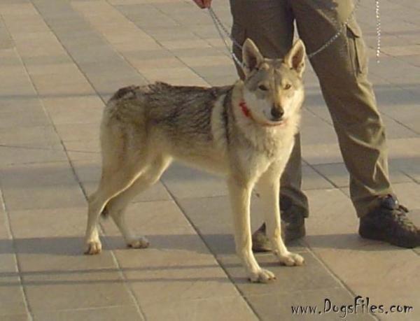 Afina pallada iz vitairii | Czechoslovakian Wolfdog 