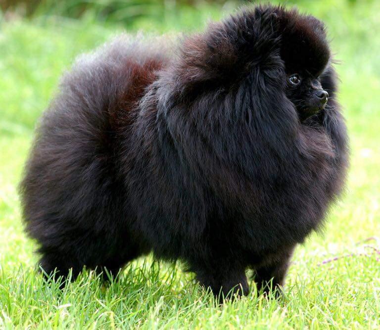 Pakov's Black Ice | Pomeranian 