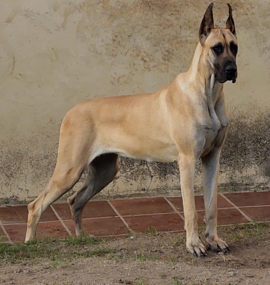 Ravena de Belle Nauvoo | Great Dane 
