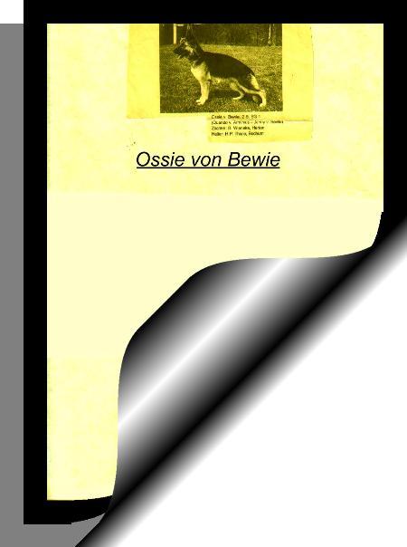 Ossie von Bewie | German Shepherd Dog 