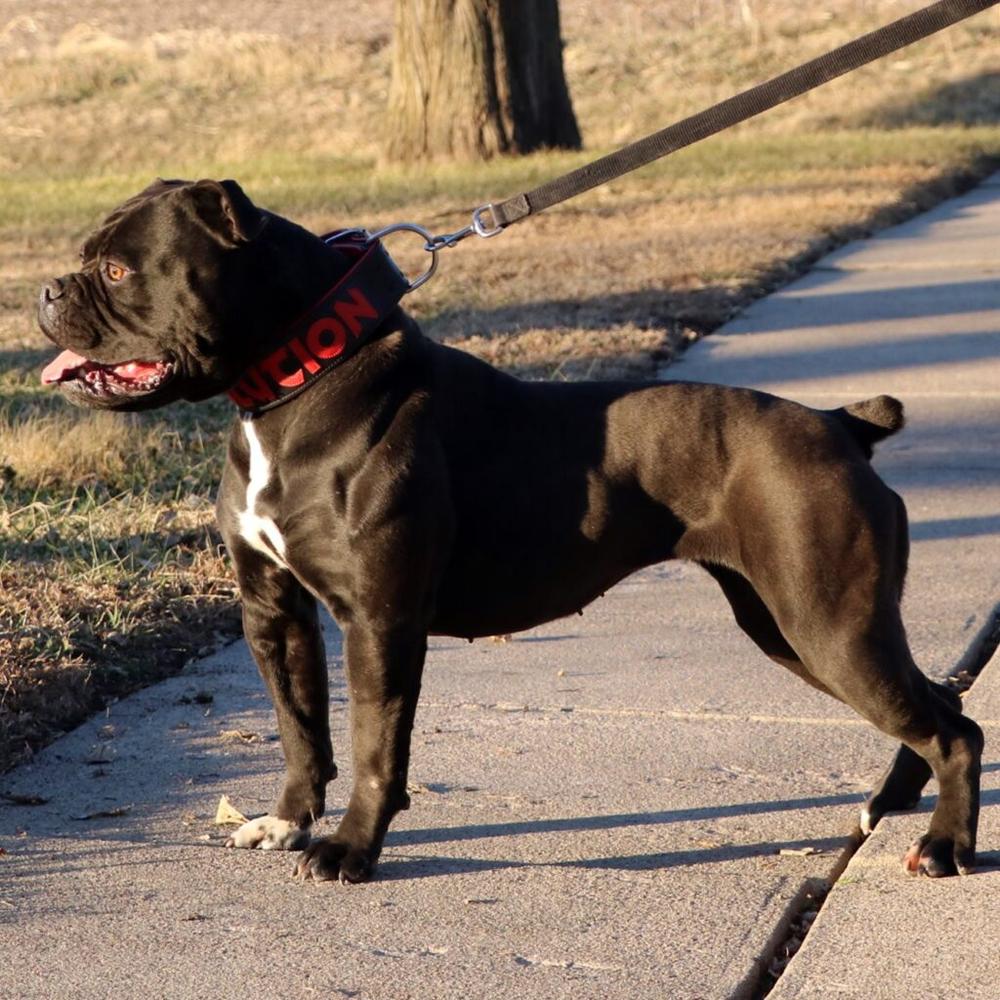 Evolution's Dharma | Olde English Bulldogge 