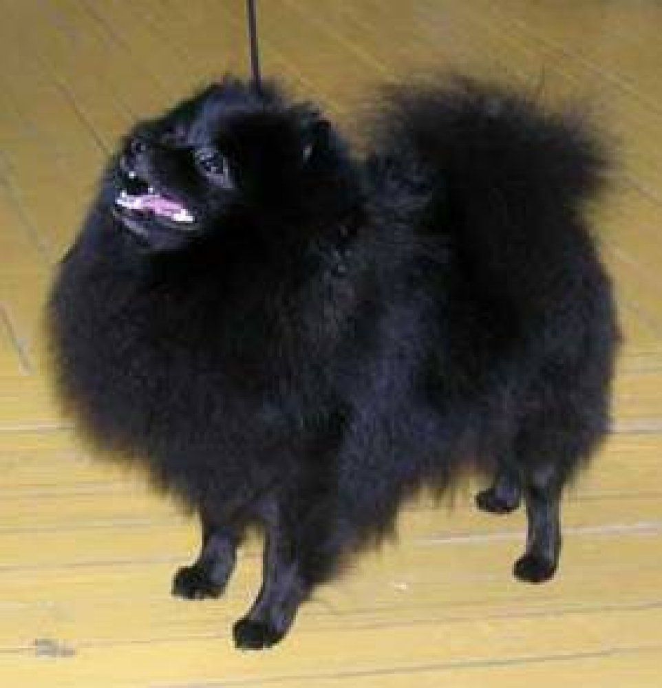 Lisvegen Ezhevika Bonni Yul | Pomeranian 