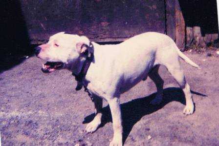 Lee's Crib | Staffordshire Bull Terrier 