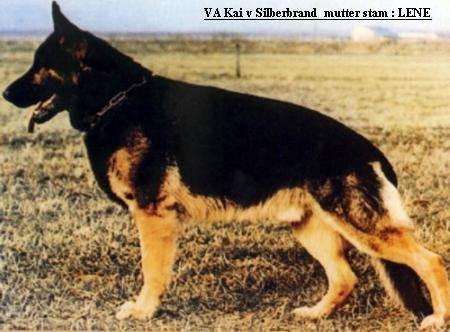 Kai vom Silberbrand | German Shepherd Dog 