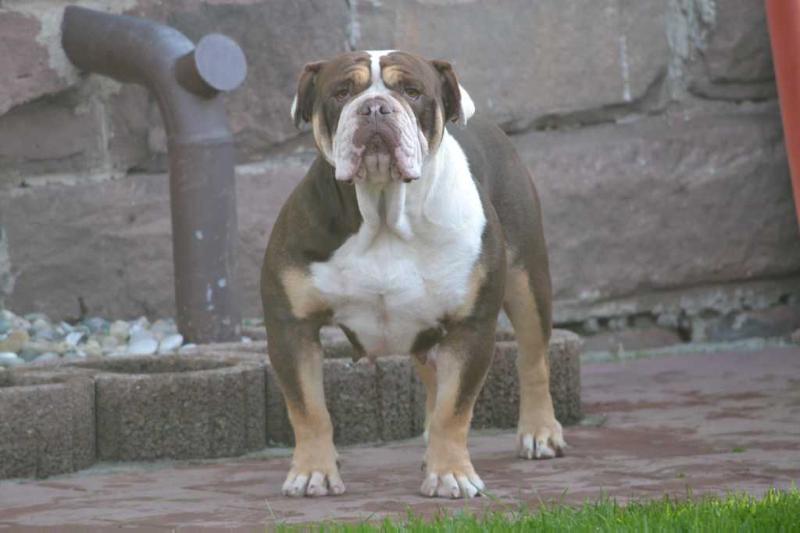 Ironhand's Brownie | Olde English Bulldogge 