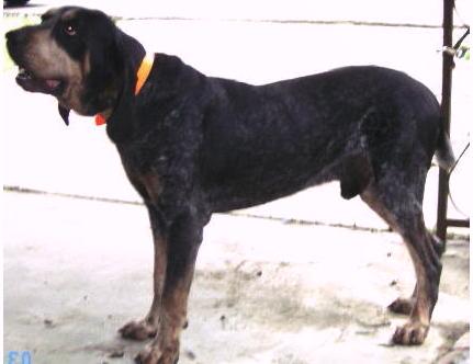 Stewarts Tombstone III | Bluetick Coonhound 