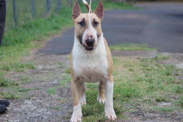 Red Trick Or Treat Frank N Furter | Bull Terrier 