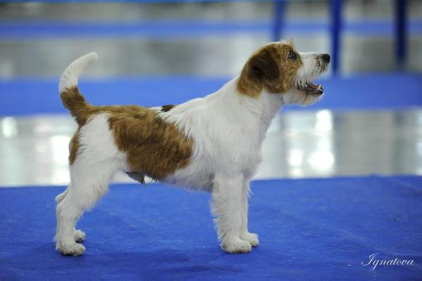 Arnie od Himalajskeho Cedru Kociokwik | Jack Russell Terrier 