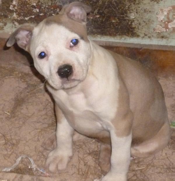 Kylie Minogue von der Ava-Forst | American Staffordshire Terrier 