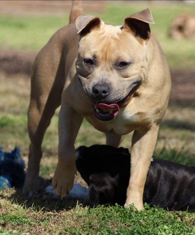 BRAVESTOCK Virginia Carolina | American Staffordshire Terrier 