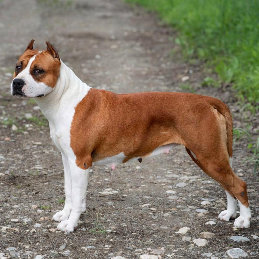 Praetorian Staff Fire In The Sky | American Staffordshire Terrier 