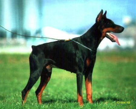 Alison di Latiano | Black Doberman Pinscher