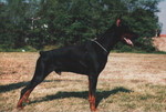 Quarterback di Latiano | Black Doberman Pinscher