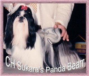 Sukara's Panda Bearr | Shih Tzu 