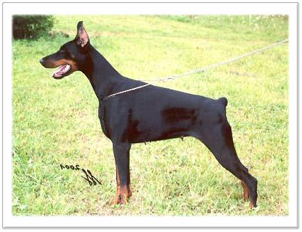 Copacabana v. Residenzschloss | Black Doberman Pinscher