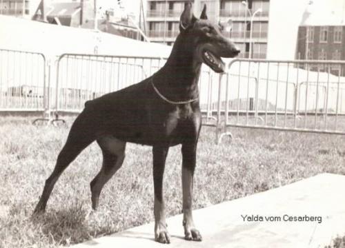 Yalda v. Cesarberg | Brown Doberman Pinscher