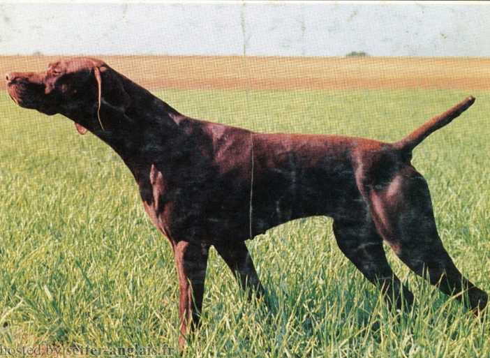 Vidoc des Bois Sonels | German Shorthaired Pointer 