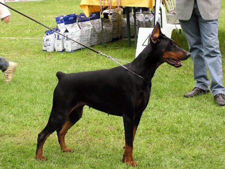 Agata Lucky Rose | Black Doberman Pinscher