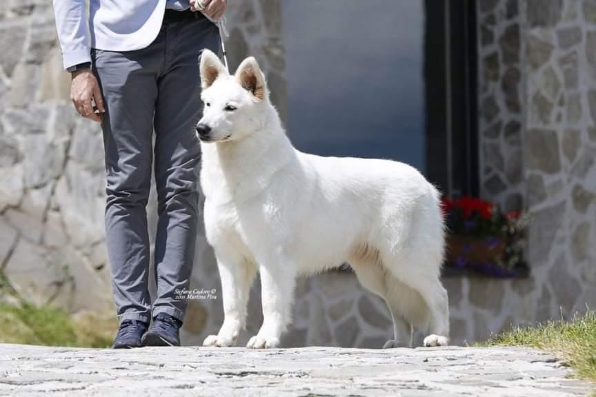 Envy Me | White Swiss Shepherd Dog 