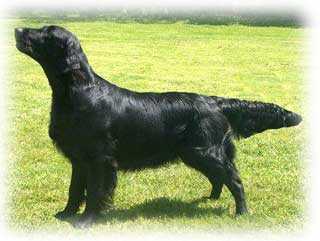 Flatterhaft Golf Orlando | Flat-Coated Retriever 