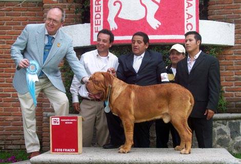WILLHEM VARGAS | Dogue de Bordeaux 