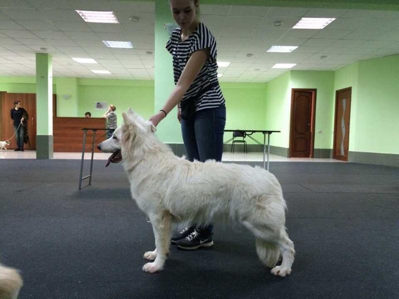 VICTORIA AUS OTTOHOF | White Swiss Shepherd Dog 