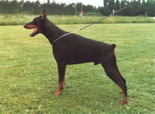 Astor v.h. Wantij | Black Doberman Pinscher