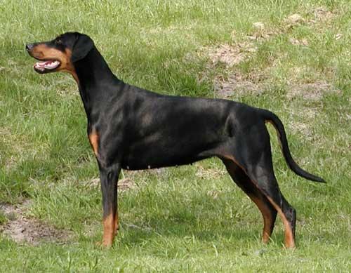 Oncemore Caitlin | Black Doberman Pinscher