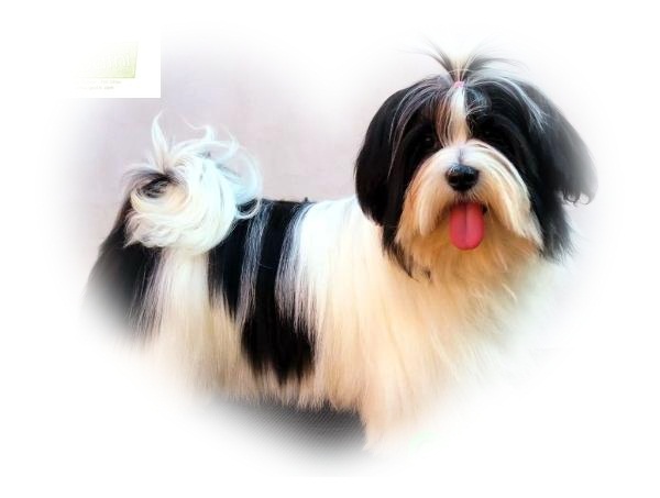 Jhully Duda of Small King | Lhasa Apso 