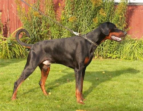 Oncemore Calypso Capar | Black Doberman Pinscher